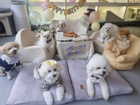 마인드몽 애견유치원/애견호텔/애견미용/데이케어