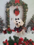 슈가펫살롱