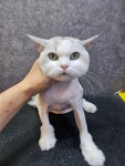 은밀하개위대하개