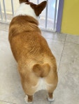 뭉블리애견미용
