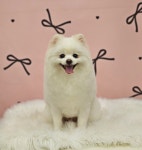 펫밀리샵