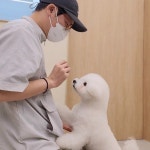 그린펫그루밍