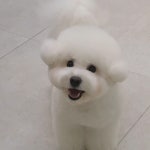 그린펫그루밍
