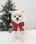 몽키펫