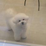 그린펫그루밍