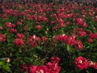 늘푸른치과기공소