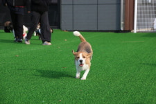 땅콩애견유치원 파주점