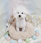 복슬 강아지미용실