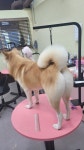 복슬 강아지미용실