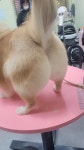복슬 강아지미용실