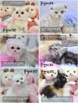 찐이캣