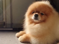 복슬 강아지미용실