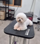 충남애견미용학원