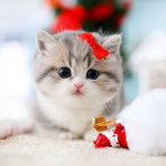 수원고양이분양 고사남 본점