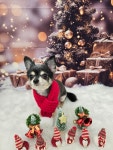 멍몽s