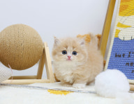 수원고양이분양 캣토리