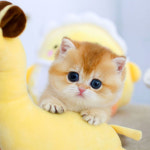 수원고양이분양 고사남 본점