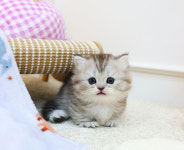 수원고양이분양 캣토리