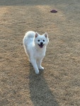 언더아멍