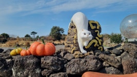 [달작 민박] 동화같은 감성민박