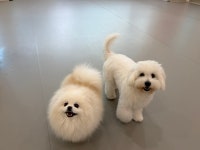 놀러오개 애견유치원 애견호텔 송파점