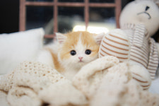 아담스펫 강아지분양 고양이분양 강남점