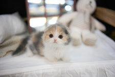 아담스펫 강아지분양 고양이분양 강남점