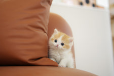 인천강아지분양 고양이분양 엘르펫