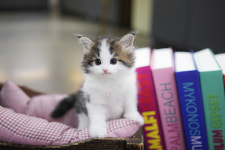 아담스펫 강아지분양 고양이분양 강남점