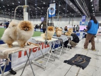 인천강아지분양 고양이분양 엘르펫