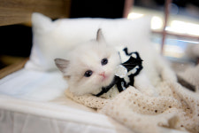 아담스펫 강아지분양 고양이분양 강남점