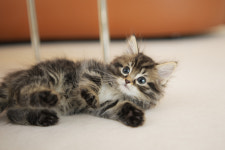 인천강아지분양 고양이분양 엘르펫