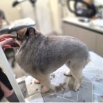 솔리스텔라 애견미용