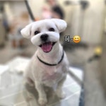 솔리스텔라 애견미용