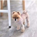 솔리스텔라 애견미용