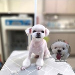 솔리스텔라 애견미용