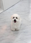 댕포유