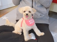 멍멍아산책가자