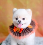 강아지집미용실