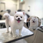 솔리스텔라 애견미용