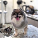 솔리스텔라 애견미용