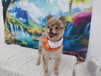 행복펫 애견미용실