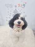 럭키하개 애견미용실