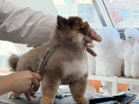 벤자민애견미용학원 수원본점