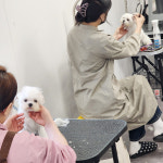 벤자민애견미용학원 수원본점