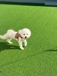 몽아시스 애견유치원 호텔