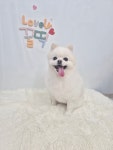 럭키하개 애견미용실