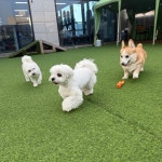 개성애견카페&애견호텔&애견놀이방