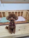 초록애견샵