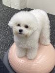 몽아시스 애견유치원 호텔